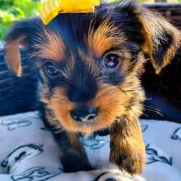 Princess Belle - Black and tan female Yorkshire Terrier puppy in Rancho Cordova, California from JUAREZ FAMILY YORKIES