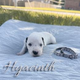 Hyacinth - White and black female Dalmatian puppy in Mount Vernon, Missouri from Spots & Spirals