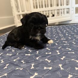 Shih Tzu Puppies from Jamie Manteufel