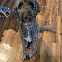 Belle - Goldendoodle