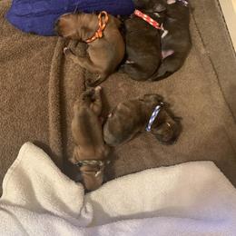 Staffordshire Bull Terrier Puppies from Breaking Bad Staffords