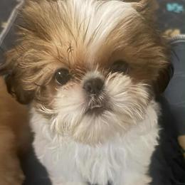 Sweetheart Dexter - Red and white male Shih Tzu puppy in Galveston, Texas from 🌗 New Moon Shih Tzu 🌗