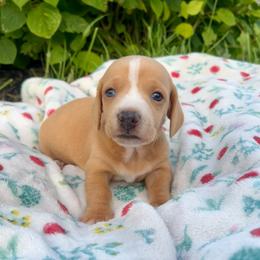Otis - Cream male Dachshund puppy in Vevay, Indiana from Works Farm Dachshunds
