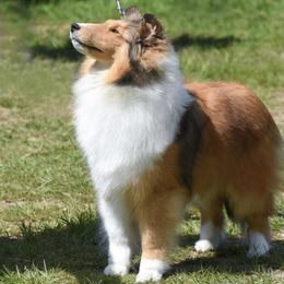 Lucy - Shetland Sheepdog