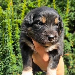 Salem - Black tri-color female Australian Shepherd puppy in Salem, Oregon from Steady Aim Aussies