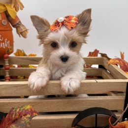 Gigi - Parti female Yorkshire Terrier puppy in Benton, Illinois from Furry Tailz Yorkies
