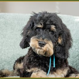 Ponts - Black white and tan male Cockapoo puppy in Connersville, Indiana from Deaz Doodle Ranch