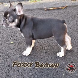 Foxxy Brown - Tricolors French Bulldog puppy in New York from Bark2Basics.Frenchie