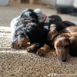 Dachshund Puppies from Meyerhaus (Weenie-Corn Ranch)