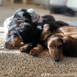 Dachshund Puppies from Meyerhaus (Weenie-Corn Ranch)
