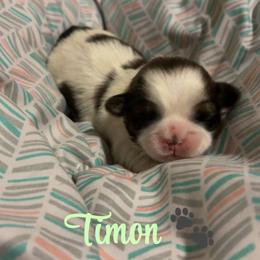 Timon - Black gold and white male Shih Tzu puppy in Houston, Texas from Pup Paw-lace