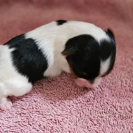 Bella - Black tan and white Biewer Terrier puppy in Jamesville, New York from Mark Carfagno's Pups