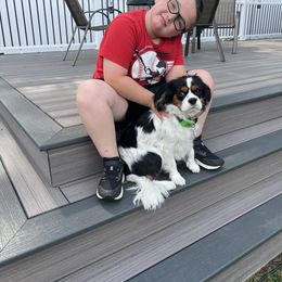 Cavalier King Charles Spaniel Puppies from Reynolds Farms Cavaliers