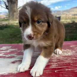 Ruby - Red tri-color female Australian Shepherd puppy in Preston, Idaho from KC Bar Ranch Aussies