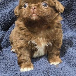 Puppy 4 - Red female Pekingese puppy in Lone Oak, Texas from PDF Kennels