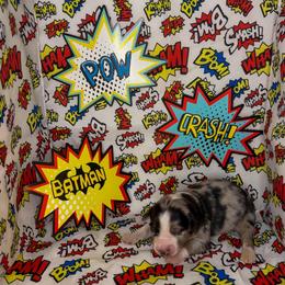 Batman - Blue merle male Miniature American Shepherd puppy in Thomasville, North Carolina from TaraFox Miniature American Shepherds