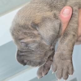Brisket - Brindle male Great Dane puppy in Albany, Oregon from Red Cloud Australian Shepherds and DeGray Great Danes & Bulldogs