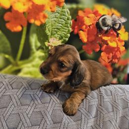 Dachshund Puppies from A&R Dachshund