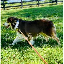 Piper - Miniature Australian Shepherd