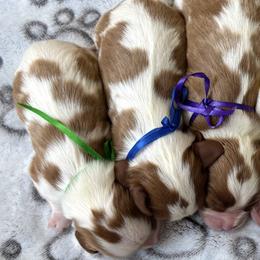 Boy 1 - male Cavalier King Charles Spaniel puppy in Green Forest, Arkansas from Horseshoe Drive Kennel
