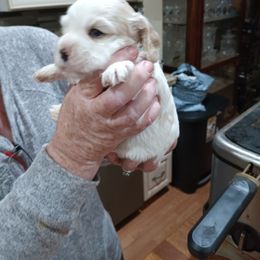 Cocker Spaniel Puppies from Hartwell Cocker Spaniel Kennel