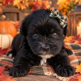 Mika - Black and tan female Yorkipoo puppy in Lebanon, Kentucky from Mosaic Merle Doodles