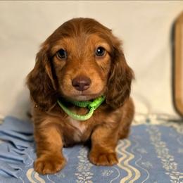 Rusty 2300 - Red male Dachshund puppy in Lexington, Oklahoma from Long Doggy Acres Miniature Dachshunds