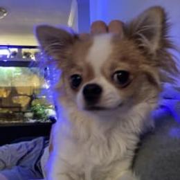 Chihuahua All Grown Up from Keljim's Chihuahuas