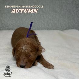 Autumn - Red  female Goldendoodle puppy in Palmetto Bay, Florida from SOMIDOODLES