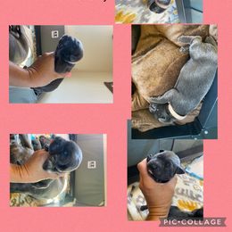 Girl 2 - Gray Cane Corso puppy in Mercer, Pennsylvania from Midnight Cane Corso USA