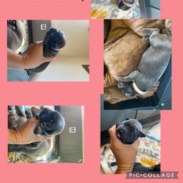 Girl 2 - Gray Cane Corso puppy in Mercer, Pennsylvania from Midnight Cane Corso USA