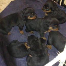 Rottweiler Puppies from Gregory Mulkey's Rottweilers