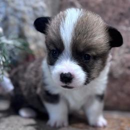 Huck - Sable male Pembroke Welsh Corgi puppy in Elberta, Utah from 3F Farms- Pembroke Welsh Corgis and Irish Wolfhounds