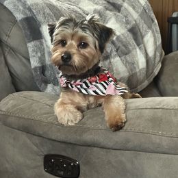 Oakley - Yorkshire Terrier