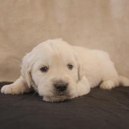 Black Collar - Light golden male Golden Retriever puppy in Roseburg, Oregon from Unbound Goldens