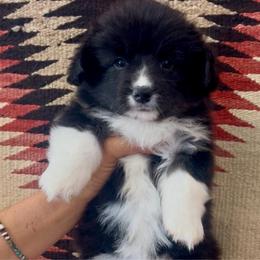 Loretta - Black and white female American Corgi puppy in Tome, New Mexico from Blue Diamond Welsh corgis