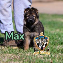 Max - Sable female German Shepherd puppy in Murrayville, Georgia from Vom Clark’s German Shepherds