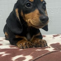 Finn - Black and tan male Dachshund puppy in Oklahoma from Rockin’ S Kennel