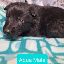 Aqua Collar Male - Black male German Shepherd puppy in Cadet, Missouri from Working Valley Shepherds