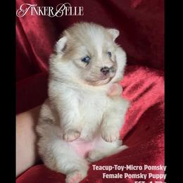 Tinkerbelle wolf silver merle teacup - Silver and white female Pomsky puppy in Perkins, Oklahoma from A-Dream Pomsky Kennel