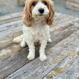 Cavapoo puppies from The Grantham House