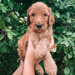 Irish Doodle Puppies from Foxrun Litters