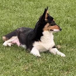 Gertie - Pembroke Welsh Corgi