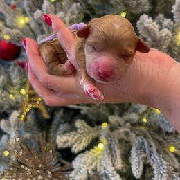 Goldendoodle and Maltipoo Puppies from Pnwfamilydoodles