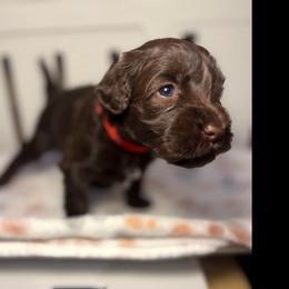 Griffon - Red Collar - Brown and white male Portuguese Water Dog puppy in Colorado Springs, Colorado from Melissa's Portuguese Water Dogs