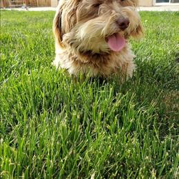 Pumpkin - Chocolate female Havanese puppy in Wasco, California from Havaneses de Santillan