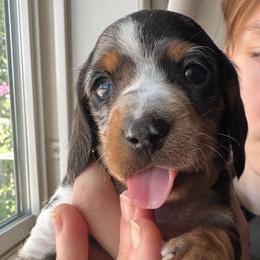 Kasey - Dapple male Dachshund puppy in Richmond, Kentucky from Cemcade Dachshunds