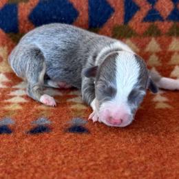 Dilute Male 1 - Gray and white male American Corgi puppy in Okeechobee, Florida from HotShot Kennels