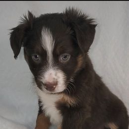 Attina - Miniature Australian Shepherd puppy in Roseville, California from Golden State Mini Aussies