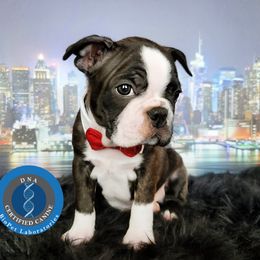 Boston Terrier Puppies from Our Gang Bostons